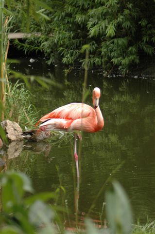DSC_2178.JPG - Flamingo